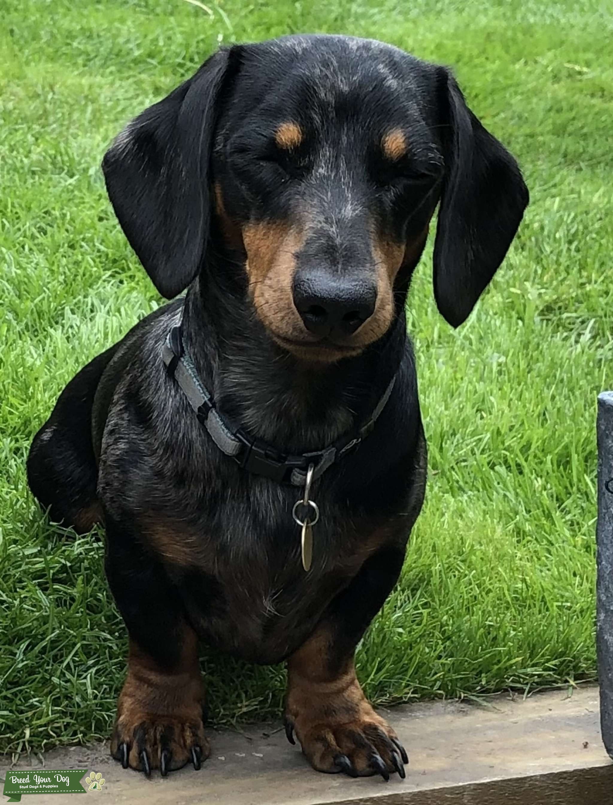 Adorable Mini Dachshund Stud Dog East Sussex Breed Your Dog