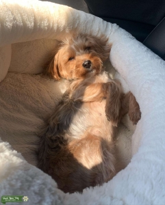 Yorkie silver, brown and white  Listing Image