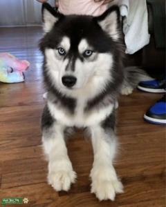 Wooly husky Listing Image