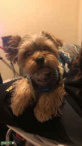 Golden/Brown Yorkie Male Listing Image