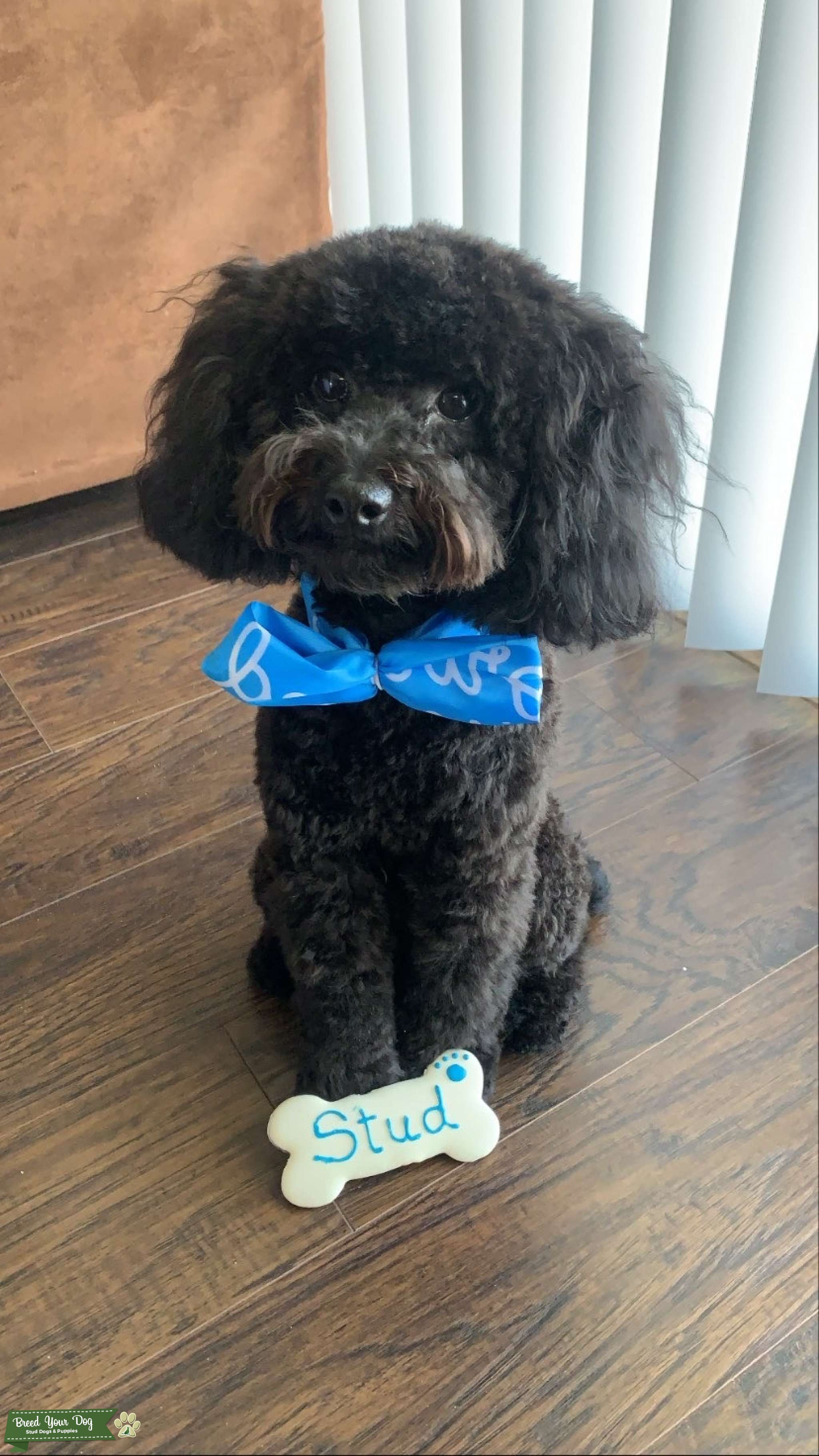 Healthy AKC Great Pedigree Black Toy Poodle Stud Dog in Ohio, the