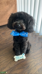 Healthy AKC Great Pedigree Black Toy Poodle Listing Image
