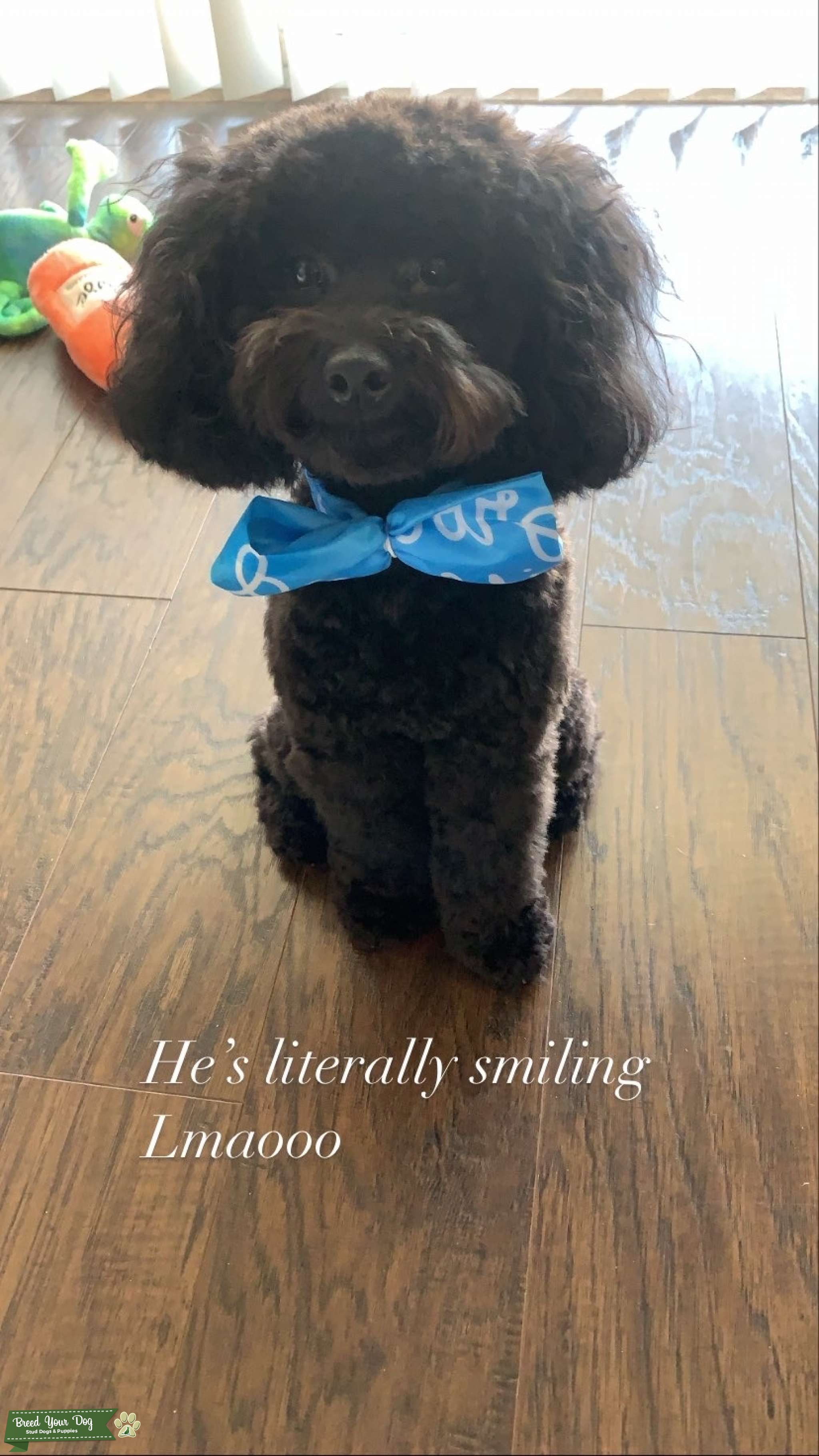 Healthy AKC Great Pedigree Black Toy Poodle Stud Dog in Ohio, the