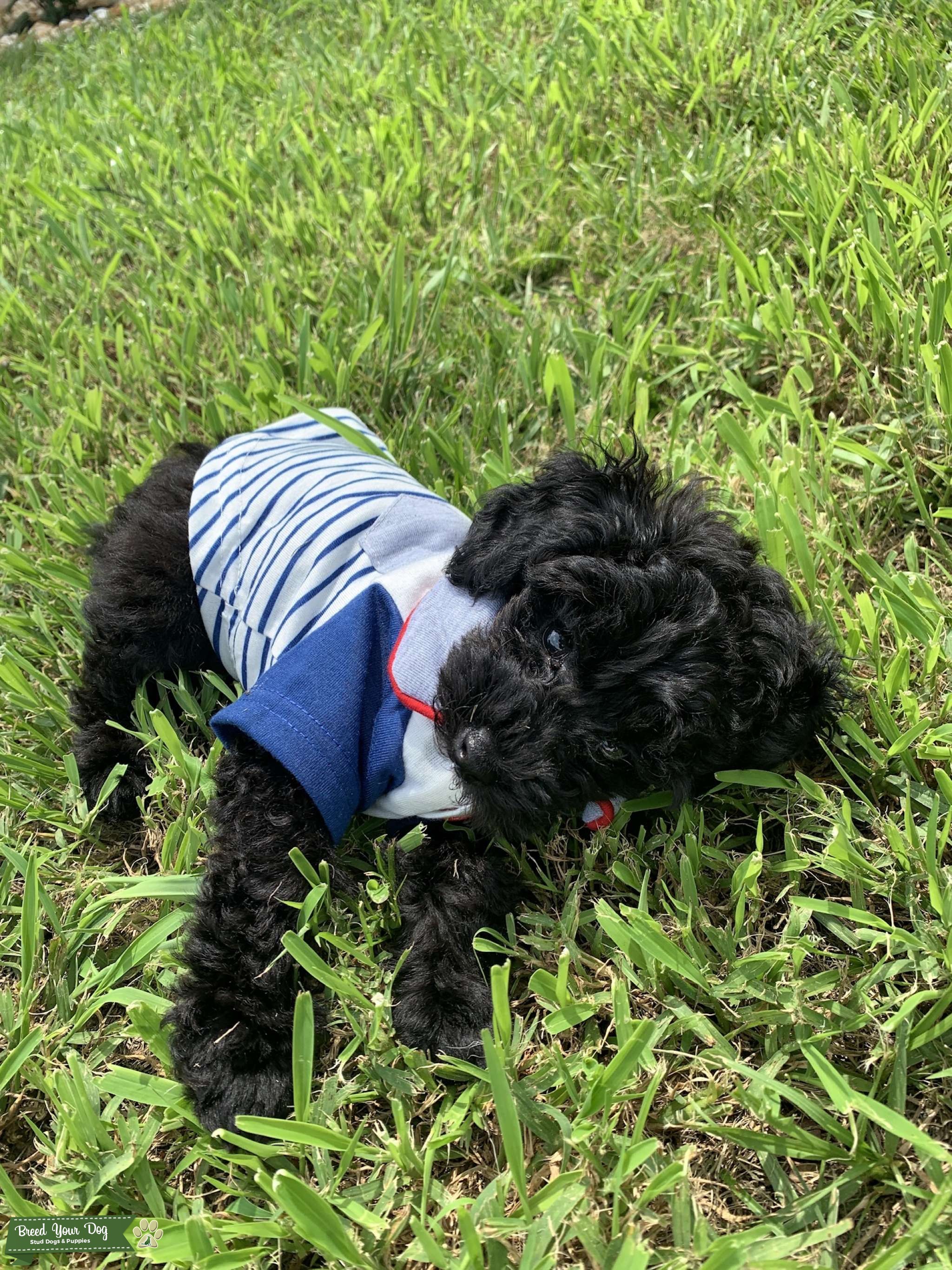 Healthy AKC Great Pedigree Black Toy Poodle Stud Dog in Ohio, the