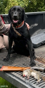 Black British Labrador Retriever  Listing Image