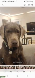 Labrador Boy 1.5 years Old Listing Image