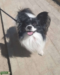 Shitzu cross papillon  Listing Image