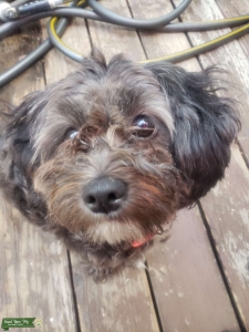 Bitch shih poo Listing Image