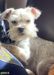 YorkiPoo Stud  Listing Image