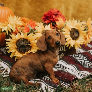 1 year old brindle dachshund Listing Image