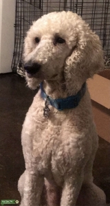 Standard Cream Poodle Listing Image