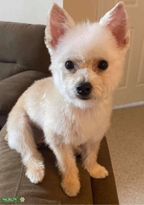 Yorkie-Poo looking for a cute gf  Listing Image