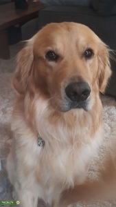 Golden Retriever  Listing Image