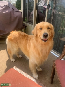 Male Golden Retriever Listing Image