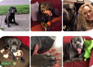2yr old female neo/Corso mix. Looking to breed. She's Gorgeous Listing Image