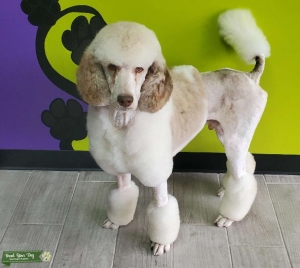 AKC Standard Poodle Stud Listing Image