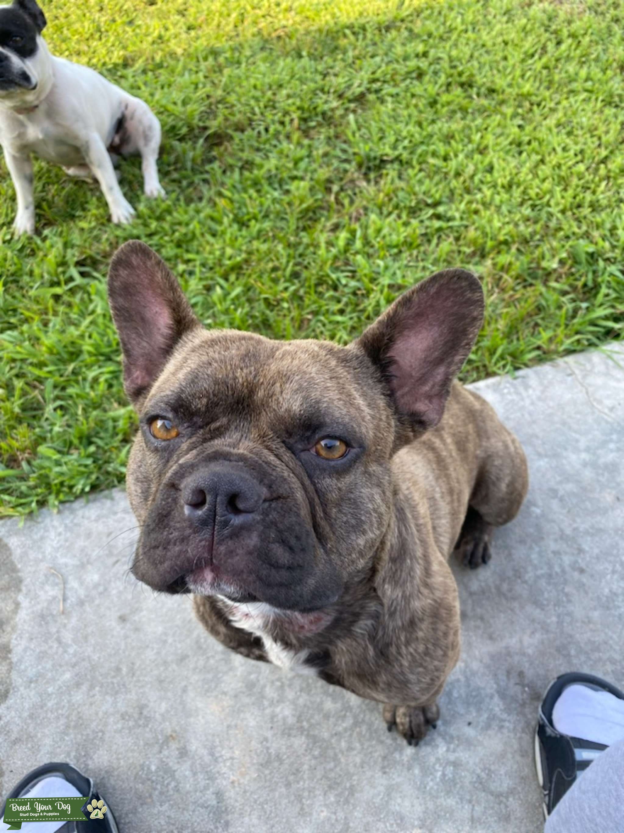 brindle chocolate french bulldog