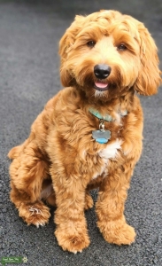 Mini Goldendoodle in Northern Virginia  Listing Image