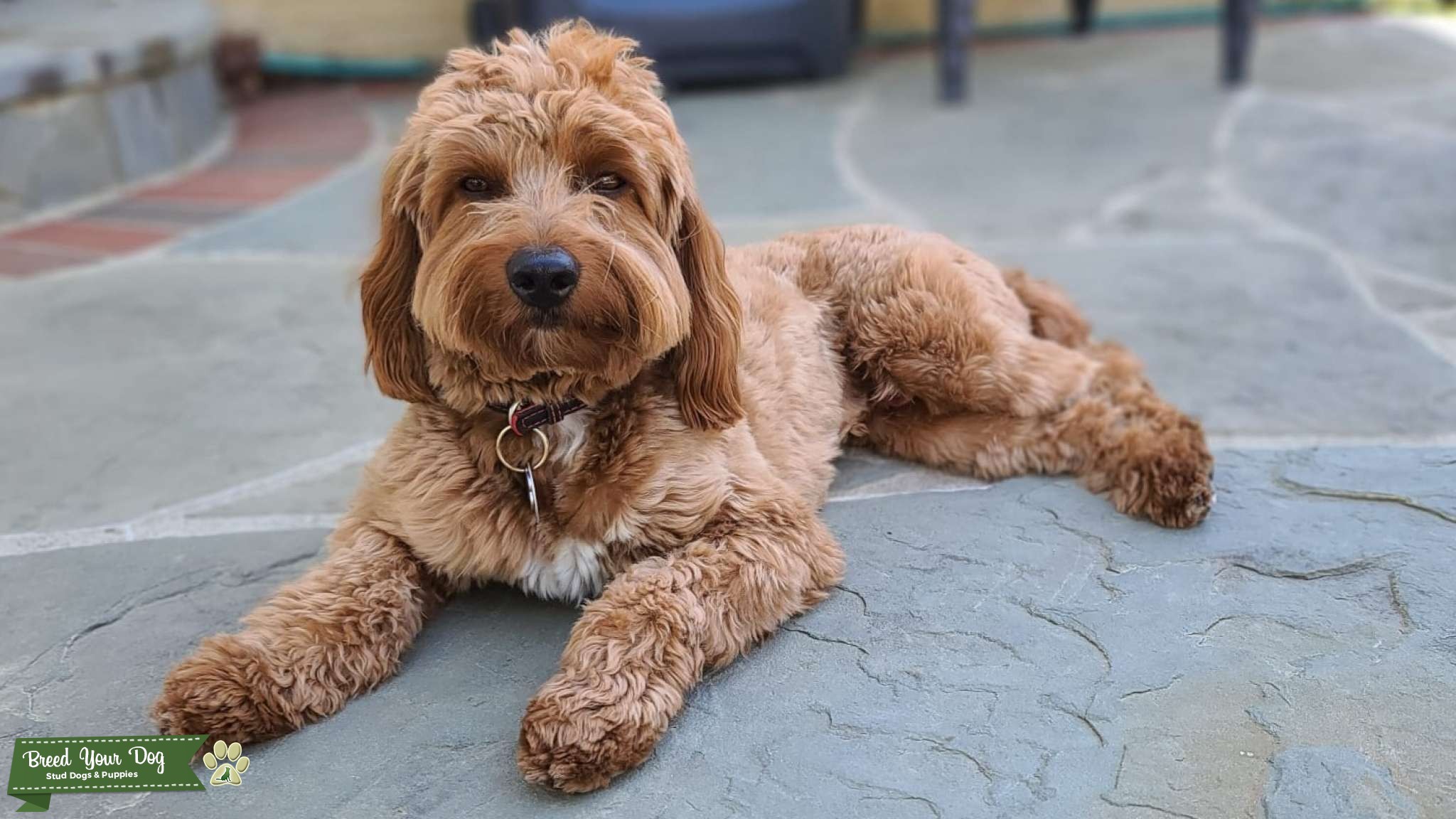 Mini Goldendoodle in Northern Virginia Stud Dog in Northern Virginia