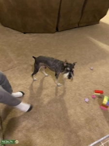 Miniature schnauzer Listing Image