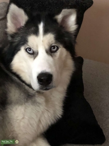 Siberian Husky stud Listing Image