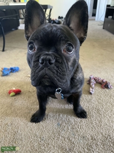 Black/Brindle French Bull Dog Listing Image