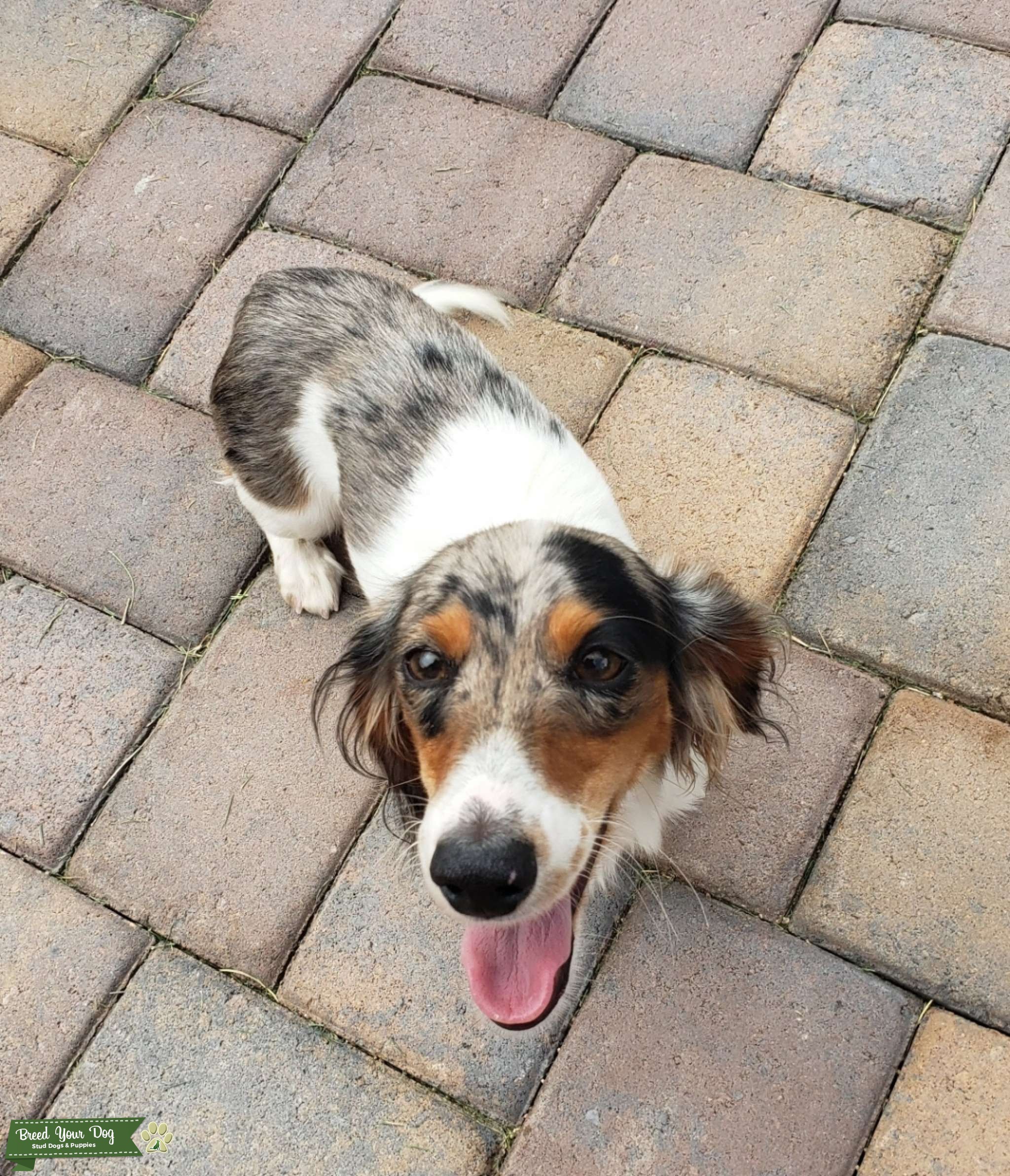 Long haired dapple piebald Stud Dog in Arizona, the United States