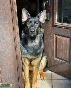 Male purebred German Shepard  Listing Image