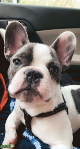 Frenchie stud available  Listing Image