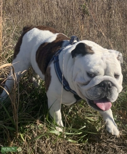 Handsome and sweet white and brindle English Bulldog Stud Listing Image