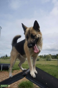 Malamute, husky, German shepherd bitch  Listing Image