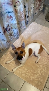 White and tan Jack Russell mix Listing Image