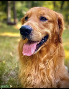Golden Retriever Male Full Bred Stud Listing Image