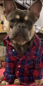 AKC Blue & Tan Tri-Colored French Bulldog Listing Image