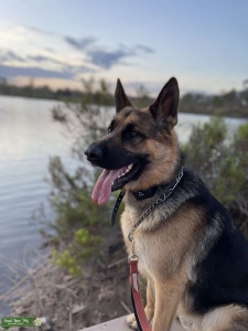 German Shepherd Dog Listing Image