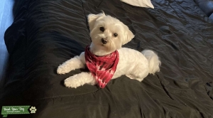 Male Maltese  Listing Image
