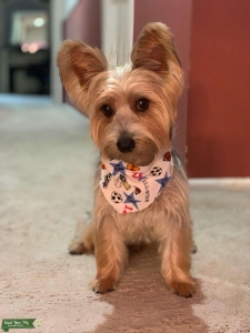Yorshire Terrier (Dog Male) Listing Image