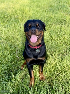 German Rottweiler Stud Listing Image
