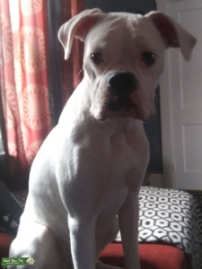 Akc Solid white female boxer Listing Image