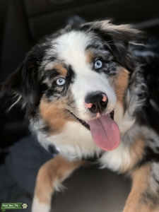 Blue Merle Australian Shepherd Stud Listing Image