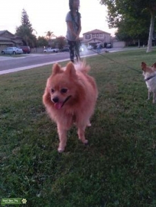 Carmel Pomeranian is ready for intercourse Listing Image