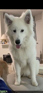 Pure Bred Samoyed Listing Image