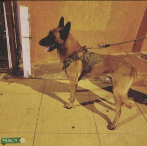 Belgian Malinois  Listing Image