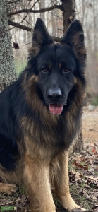 AKC Long coat German Shepherd Listing Image