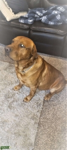 Red Fox lab to Stud Listing Image