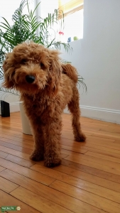 Red Medium Goldendoodle Listing Image