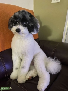 Aussiedoodle Blue Merle. Blue/Black Eyes Listing Image
