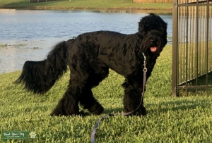 F1 Newfoundland/Poodle Mix Stud Listing Image