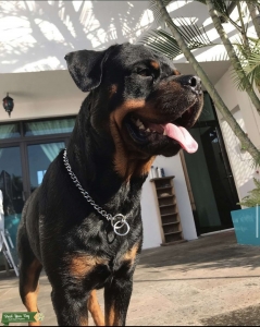 Drako  Listing Image