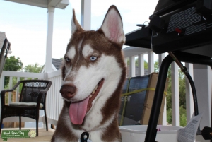 AKC Red/white female husky Listing Image